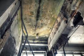 Professional Mold Removal in Evansville, IN